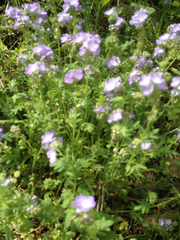 Phacelia gilioides