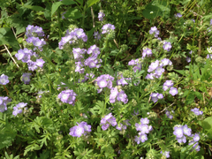 Phacelia gilioides