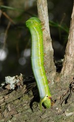 Cephonodes hylas virescens