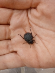 Pimelia