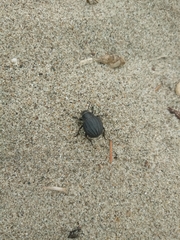Pimelia