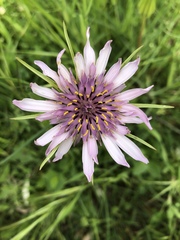 Tragopogon eriospermus