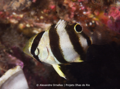 Banded Butterflyfish photo 1