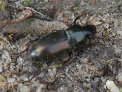 Harpalus distinguendus