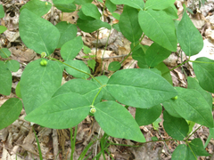 Euphorbia mercurialina