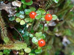 Nertera dichondrifolia