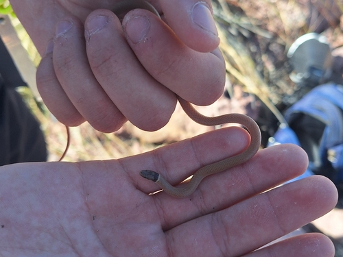 Yaqui Black-headed Snake