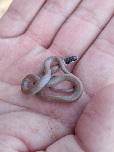 Yaqui Black-headed Snake