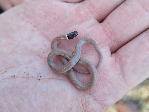 Yaqui Black-headed Snake