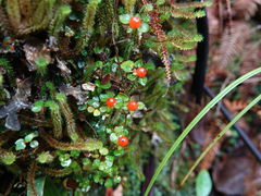 Nertera dichondrifolia