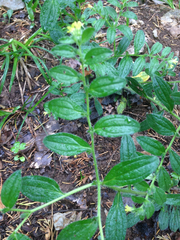 Lithospermum tuberosum