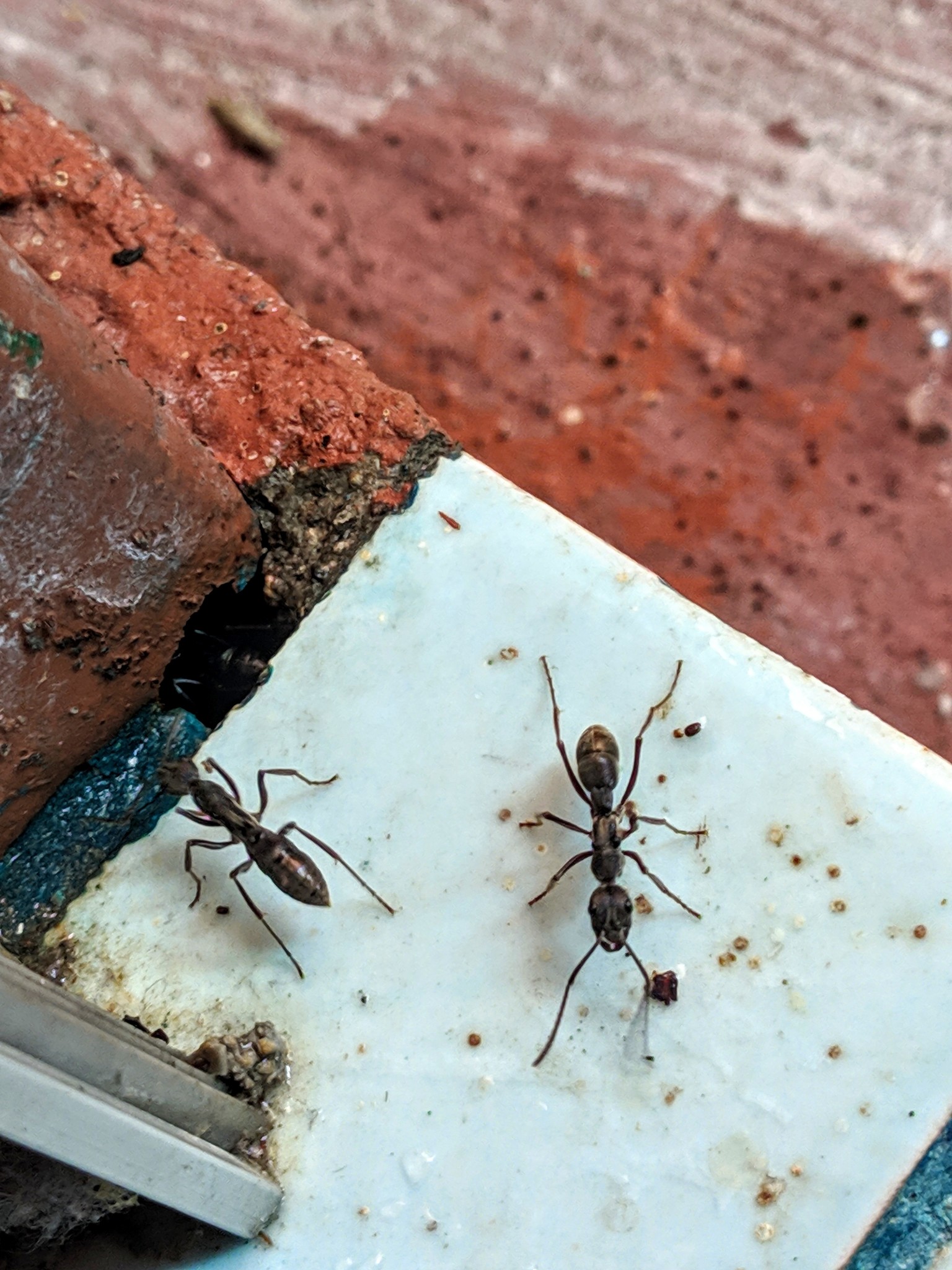 Diacamma baguiense