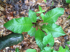Parthenium integrifolium