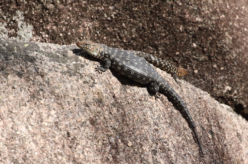 Egernia cunninghami