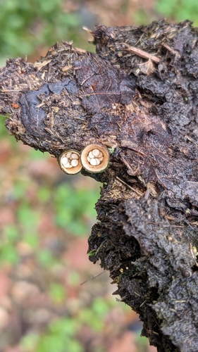 iNaturalist observation photo of common bird's nest fungus