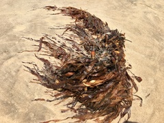 Phyllospora comosa