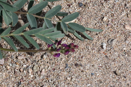 Image of Astragalus allochrous by (c) Isaac Ethington, some rights reserved (CC BY)