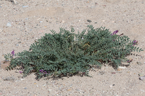 Image of Astragalus allochrous by (c) Isaac Ethington, some rights reserved (CC BY)