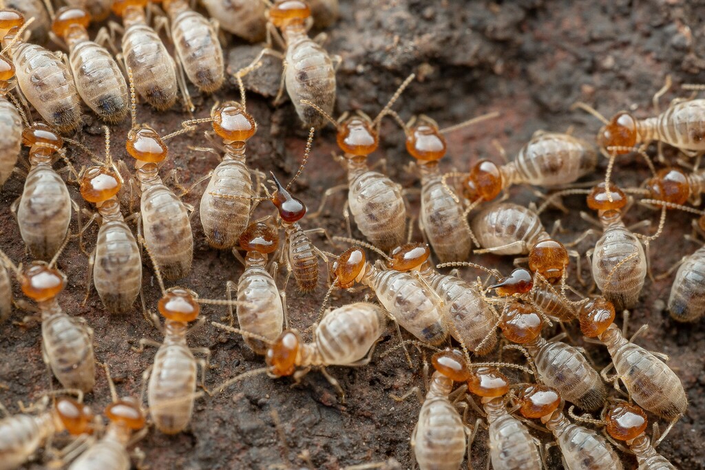 Tenuirostritermes tenuirostris