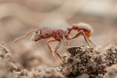 Huachuca Harvester Ant