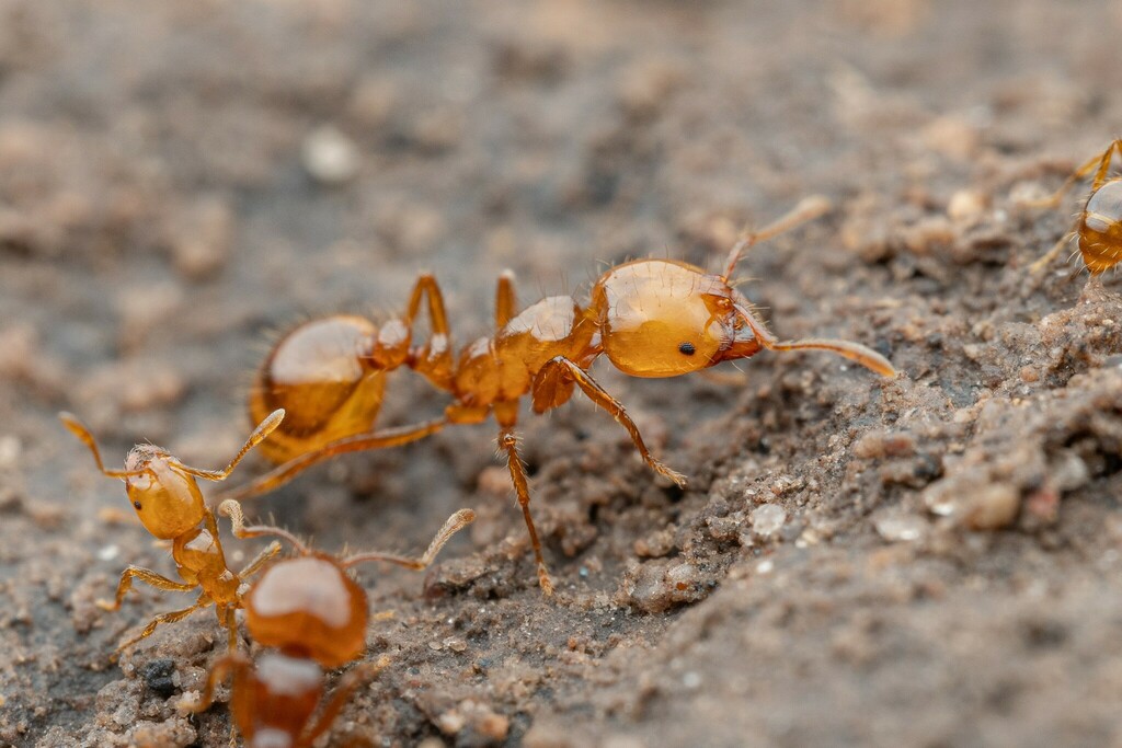 Solenopsis amblychila
