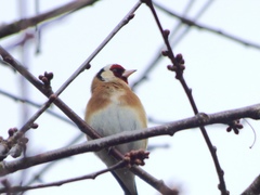 Carduelis carduelis