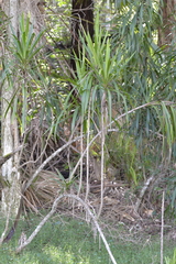 Cordyline stricta