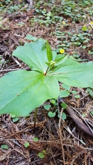 Trillium ovatum ovatum