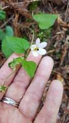 Viola ocellata