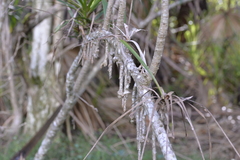 Cordyline stricta