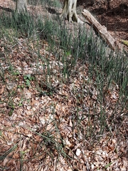 Equisetum hyemale