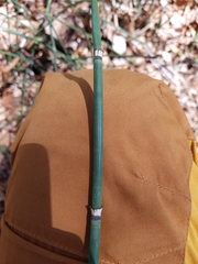 Equisetum hyemale