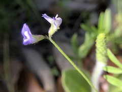 Vicia ludoviciana