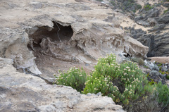 Ozothamnus turbinatus