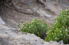 Ozothamnus turbinatus