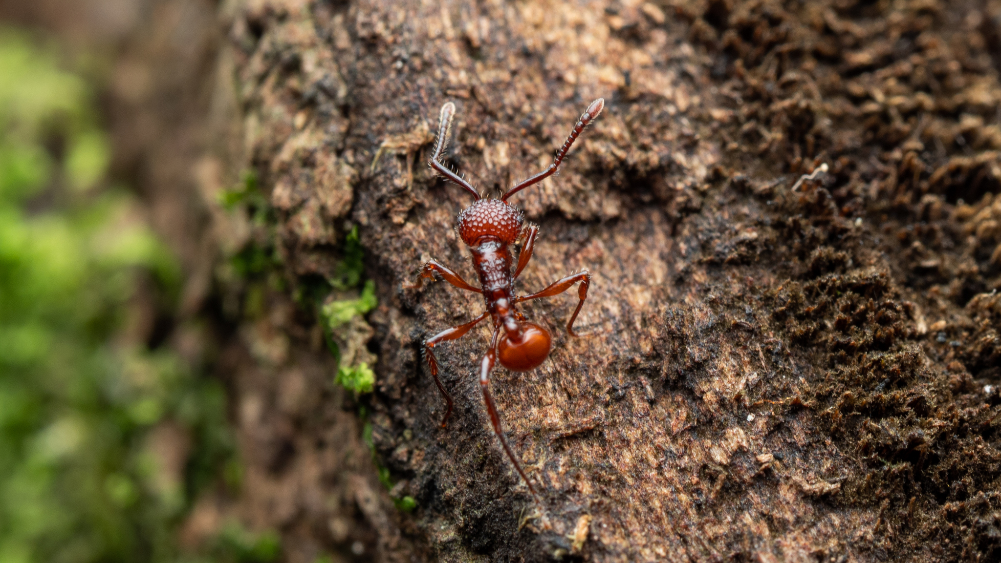 Pristomyrmex bicolor