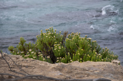 Ozothamnus turbinatus