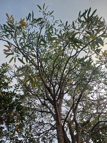 Image of Tabebuia aurea by (c) Hopeland, some rights reserved (CC BY)