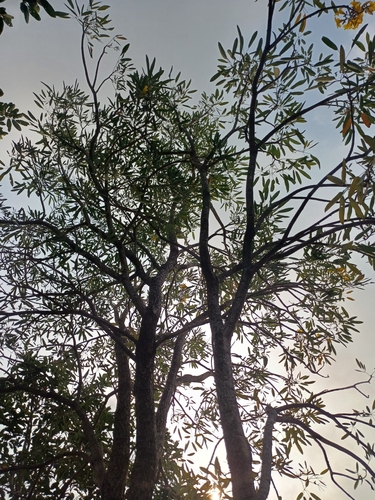 Image of Tabebuia aurea by (c) Hopeland, some rights reserved (CC BY)