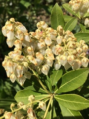 Pieris