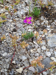 Phemeranthus calcaricus