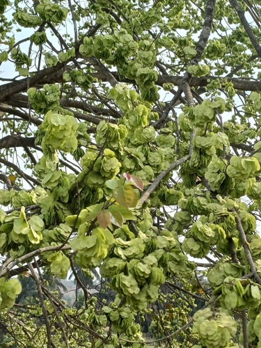 Image of Holoptelea integrifolia by (c) Hopeland, some rights reserved (CC BY)