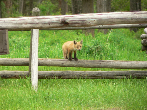 Red Fox photographed in Montana