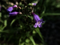 Penstemon tenuis