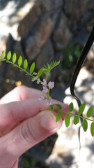 Vicia disperma