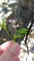 Vicia disperma