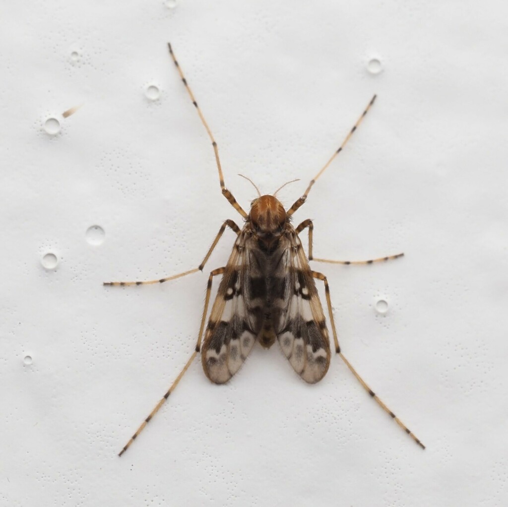 Apsectrotanypus