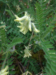 Astragalus tennesseensis