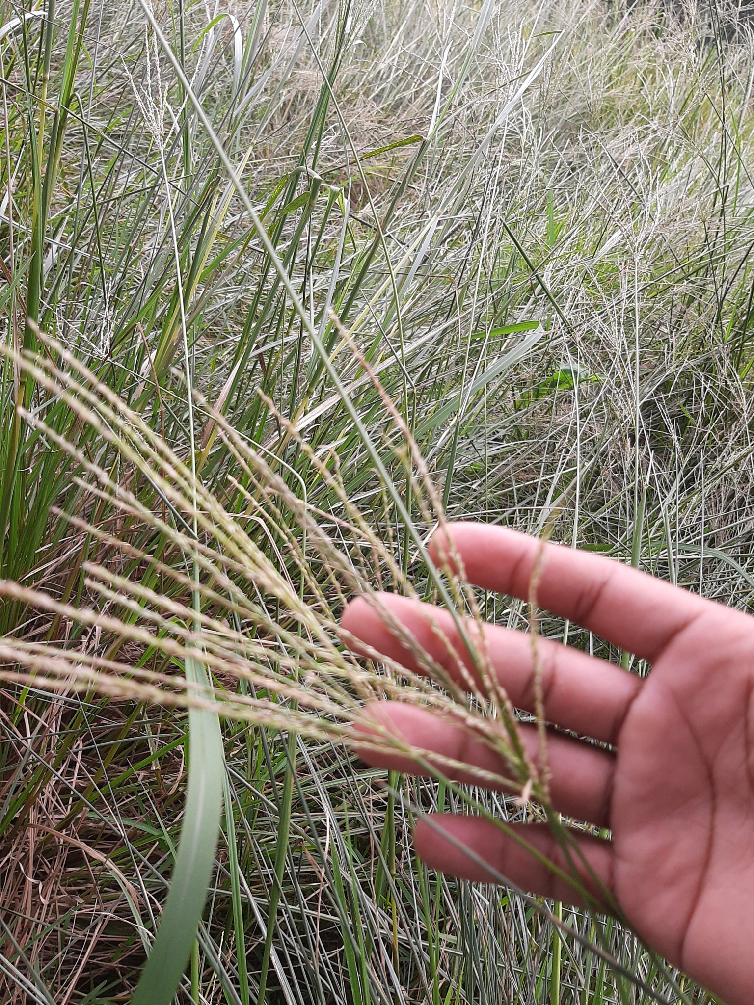 Imagem de Capim-urochloa