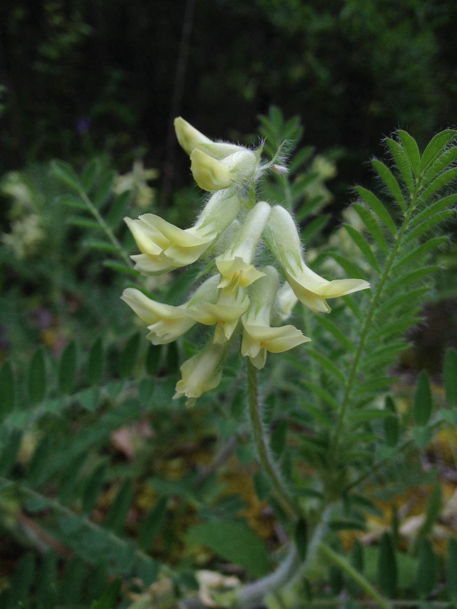 Astragalus tennesseensis